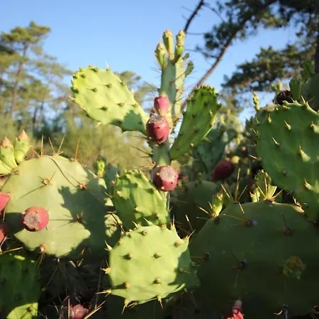 Casa Da Retur-praia Do Cabeco-algarve-castro Marim Castro Marim